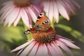 Reacties na de behandeling Anahata Voetreflexpraktijk Houten