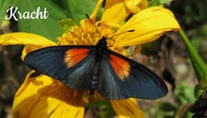 Werkwijze Anahata Voetreflexpraktijk Houten