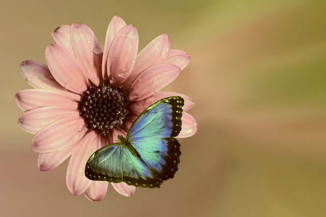 Handreflexologie handreflex handreflextherapie Anahata Voetreflex praktijk Houten